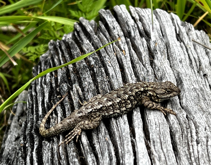 Western Fence Lizard